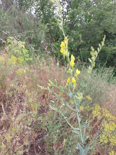 The image depicts a close-up view of a plant with yellow flowers and a caterpillar on its stem. The plant is green and leafy, with several delicate yellow blooms. The caterpillar is black and white, with small black spots along its body, and it is positioned on the lower portion of the plant stem. The background is a blur of green foliage and dry grasses, suggesting an outdoor environment. The scene appears to be in a natural setting, possibly a field or a garden. The location is identified as Liubymivka, Ukraine. There are no people or human activity visible in the image.