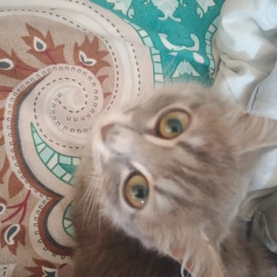 A close-up, blurry photograph shows the face of a young, grey tabby cat looking upwards. The cat has large, wide green eyes with dark pupils. Its fur is a mix of grey and lighter shades. The cat is lying on a surface with a patterned fabric. The fabric has a paisley-like design with swirling brown and cream colors, along with teal accents. Part of a white crumpled fabric is visible to the right of the cat. The image is taken in Baymak, Russia, but no specific landmarks or context are provided to pinpoint the exact location within the city.