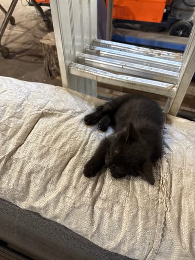 A small, black kitten is sleeping on a woven, light-colored bag. The kitten is curled up and appears comfortable. In the background, a metal ladder is visible, positioned to the left of the kitten and bag. Parts of the ladder are dusty. Beyond the ladder, there are indistinct shapes of objects and what appears to be a blue tarp or material. The scene suggests an outdoor or storage area, possibly a workshop or shed, given the ladder and the general clutter. The lighting indicates it could be daytime, with the sun casting shadows. There is no visible text in the image. The overall impression is one of a quiet, peaceful moment with the sleeping kitten in a utilitarian setting.