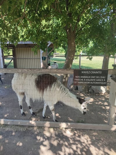 The image depicts a llama with white and brown fur standing in a fenced enclosure. A sign with French text is attached to the fence, reading "N'AYEZ CRAINTE! NOS ANIMAUX ONT DE L'EAU FRAÎCHE À VOLONTÉ GRÂCE À CET ABREUVOIR AUTOMATIQUE!" which translates to "DO NOT WORRY! OUR ANIMALS HAVE FRESH WATER AT WILL THANKS TO THIS AUTOMATIC DRINKER!". Behind the llama, a rustic wooden shed with a corrugated metal roof is visible, and further in the background, trees and a grassy area suggest an outdoor setting. Two sheep are also visible in the background, near the shed. The ground within the enclosure is dirt and dry grass. The scene is illuminated by natural sunlight, casting shadows from the trees onto the ground. The location is identified as Saint-Jean-Baptiste, Canada.