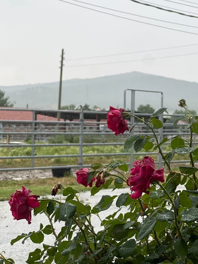 The image captures a rural or semi-rural scene in Ivan Vazovo, Bulgaria, dominated by a rose bush in the foreground, heavily laden with water droplets from recent rain. Several deep red or maroon roses are visible, some in full bloom and others slightly drooping, their petals and green leaves glistening with moisture. Thorns are evident along the rose stems.
In the midground, a light gray metal fence, likely part of an enclosure or agricultural property, extends horizontally across the frame. Through the fence, glimpses of green grass and a few low-slung buildings with reddish-brown roofs can be seen. To the far left, a utility pole with several power lines stretches upwards and towards the background.
The background features distant hills or mountains, shrouded in a soft, light gray mist or cloud cover, indicating an overcast sky. The overall impression is one of a quiet, natural setting immediately after a rain shower, with the focus on the delicate beauty of the wet roses against a muted, expansive landscape. No human activity or visible text is present.
