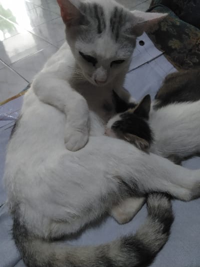 This image depicts an adult cat nursing a kitten in Yellowknife, Canada. The adult cat, predominantly white with grey tabby stripes on its head, back, and distinctly banded tail, lies on a light blue-grey fabric surface. Its head is lowered, looking towards the kitten, with its eyes appearing closed or downcast. One front paw rests on its body. A smaller kitten, mostly dark with some white patches on its face, is nestled against the adult cat's underside, actively suckling. In the background to the left, a light-colored tiled floor is visible, suggesting an indoor environment.