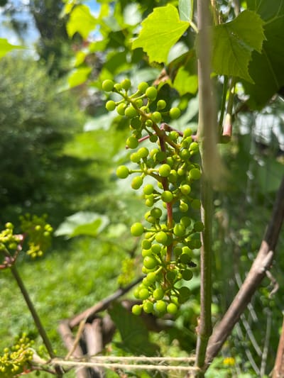 A cluster of unripe, green grapes hangs from a vine in a sunlit garden. The grapes are small and round, forming a dense bunch. The vine has a thick, woody stem and is supported by a trellis. Green leaves of the grape plant are visible in the foreground and background, some catching the sunlight. The background is a blur of green foliage, suggesting a lush, natural environment. The overall scene is one of growth and nature, with the focus sharply on the developing grapes. The image appears to have been taken outdoors during the daytime.