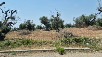 The image depicts a rural landscape featuring an olive grove under a clear blue sky. The foreground shows a concrete curb and a patch of dry grass and vegetation. Beyond this, the ground is mostly bare, tilled earth with scattered dry brush and piles of pruned branches. Several mature olive trees with gnarled trunks and olive-green foliage are distributed throughout the scene. Some trees appear older and more weathered than others. The overall impression is one of a dry, Mediterranean environment, likely in an agricultural area. The location is identified as Maruggio, Italy.
