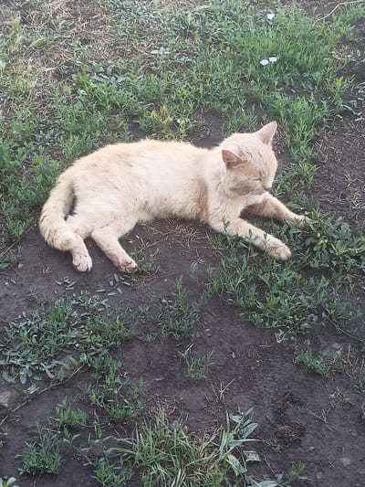 A light-colored, short-haired cat is lying on its side in an outdoor environment composed of dark soil and green grass. The cat is facing left, with its eyes closed and its paws extended. The grass is somewhat sparse, with patches of bare earth visible. The image appears to have been taken during daylight hours, with soft lighting conditions. There are no other animals or people visible in the scene. The location is identified as Ryabichev, Russia.