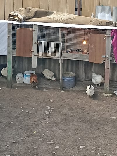 The image depicts an outdoor scene with a chicken coop and several chickens in what appears to be a rural or semi-rural setting. The coop is made of wood and wire mesh, with a blanket draped over the top. Inside the coop, a light bulb is illuminated. Several chickens are visible outside the coop, some on the ground and others in the coop. There are also a couple of blue plastic buckets near the coop. The ground is dirt and gravel. The background shows a wooden fence. The location is identified as Malgobek, Russia, but there are no specific landmarks or contextual clues within the image to confirm this location.