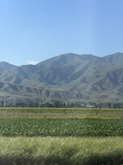 The image depicts a landscape in Shabdan, Kyrgyzstan, under a clear blue sky. In the foreground, a field of green crops, possibly corn, dominates the lower third of the frame. Above this, a strip of dry grass with scattered yellow flowers is visible, and further back, a line of tall, slender trees runs horizontally across the scene, suggesting a row of poplars or similar species. Beyond the trees, rolling, undulating hills of a muted green hue stretch towards a backdrop of larger, more distant mountains. These mountains are layered, with softer, rounded peaks and valleys that are subtly shadowed, indicating the low angle of the sun. The overall impression is of a rural, agricultural setting with a prominent natural mountain range. There are no people or animals visible in the frame.