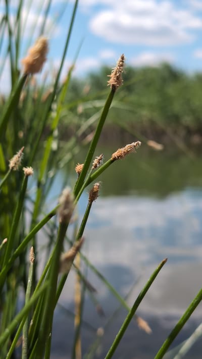 The photograph is a close-up, low-angle shot of green reeds with fuzzy brown tops, suggesting they are flowering or seeding. The reeds are in the foreground and are sharpest, with a shallow depth of field blurring the background. The background consists of a body of water reflecting a blue sky with white clouds, and out-of-focus green foliage, likely trees or bushes, beyond the water. The overall impression is one of a natural, serene environment. The image appears to have been taken outdoors, possibly near a body of water like a lake or river, under a bright sky. There are no people or structures visible in the photograph, and no actions or interactions are depicted. The image depicts a natural outdoor scene in the city of Sebyne, Ukraine.