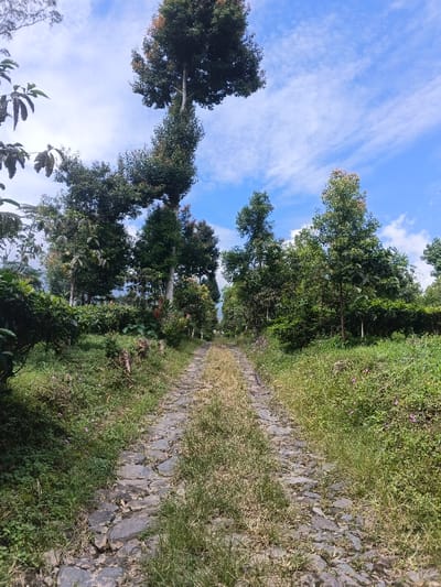 A stone path stretches into the distance, flanked by lush green vegetation on either side. Various trees and shrubs form a dense canopy overhead, framing a blue sky dotted with fluffy clouds. The path is worn and partially covered with grass, suggesting it is less traveled. The atmosphere is calm and natural, evoking a sense of rural tranquility.