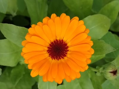 An overhead, close-up shot shows a bright orange calendula flower in full bloom, set against a backdrop of soft-focus green leaves. The flower's center is a deep reddish-brown, surrounded by numerous ray florets that radiate outwards. The petals are a vibrant orange, with slightly serrated edges. In the lower right corner, a closed calendula bud with maroon accents is visible. The overall impression is one of natural beauty and vibrant color. The image was captured in the vicinity of Akberdino, Russia.