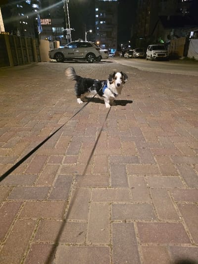 A dog stands on a brick-paved sidewalk. It is predominantly black, white, and grey. A black leash extends from its collar. Behind the dog, a street with parked cars and lit buildings stretches into the night. The lighting creates long shadows, including one cast by the dog. The brick walkway forms a grid pattern.