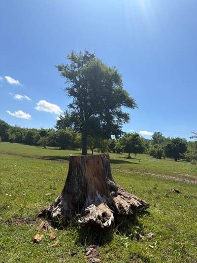 The image depicts an outdoor scene in a grassy field, likely in Kamennomostskiy, Russia. The primary subjects are a large tree stump in the foreground on the right and a tall, leafy tree in the mid-ground on the left. The setting is a sun-drenched field with lush green grass, scattered white wildflowers, and a line of trees in the distance. The sky is a clear, bright blue with a few wispy white clouds.
The time of day appears to be late morning or early afternoon, indicated by the bright sunlight casting shadows and the clear, sunny sky. The weather is pleasant and warm. The scene is serene and natural, with no people or specific events taking place. The focus is on the natural elements of the landscape, particularly the contrast between the old, weathered tree stump and the living tree.
Notable details include the rough texture and gnarled appearance of the tree stump, suggesting it has been standing for a long time. The living tree is full of green leaves, indicating it is healthy and in its prime. The background shows more trees and a slight incline in the terrain, suggesting a gentle slope. There is a power line visible in the upper part of the image, stretching across the sky between the trees. The overall mood is peaceful and tranquil, highlighting the beauty of nature. No visible text is present in the image.