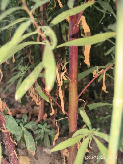 A close-up, vertical shot captures the vibrant, reddish-brown stem of a plant in focus. Its texture is rough and appears slightly woody. Emerging from the stem are delicate, thin red branches. Several long, pale green leaves are visible, some gently curving and others pointing downwards. Among the leaves are elongated, light green seed pods, some appearing closed and others slightly open. Dry, brown leaves are scattered throughout the scene, adding a touch of decay. In the foreground, to the left and lower, are smaller clusters of broad green leaves with speckled patterns and some reddish-brown markings, indicating signs of stress or disease. The ground beneath the plants is a muted, earthy brown, suggesting soil. A date and time stamp in the lower right corner reads "02.07.2026 08:03". The setting appears to be an outdoor agricultural or garden environment in Kattasu, Uzbekistan.