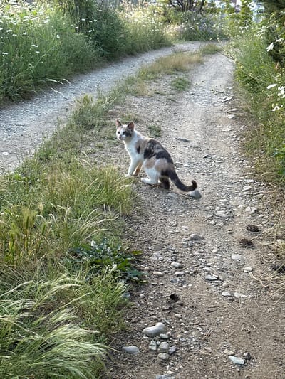 The scene, located in the city of Brosh, Bulgaria, depicts a calico cat positioned on the right side of a winding dirt and gravel path. The cat, exhibiting white, grey/brown, and black patches, is in a crouched posture, with its head turned towards the viewer. Its tail is curled upwards, resting against a small stone on the path. The path itself is composed of compacted earth, various sizes of gravel, and small stones. Lush green vegetation, including grasses with prominent seed heads and small white flowering plants, borders both sides of the pathway. On the immediate right, near the cat, denser clumps of green foliage are present. Further along the right side of the path, two pine cones are visible amongst the gravel. In the background, through the dense foliage, faint architectural structures are discernible, indicating proximity to a developed area. The scene is illuminated by natural daylight. No human presence is observed.