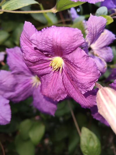 A close-up, high-angle shot captures several vibrant purple clematis flowers in bloom, set against a backdrop of green foliage. The largest flower, in the foreground and slightly to the right, displays delicate, crinkled petals and a bright yellow stamen cluster at its center. To its left, another similar flower is partially visible, its petals unfurling. Further in the background, more purple flowers and hints of green leaves are softened by the depth of field. A fuzzy, pale pink bud is also visible on the right side of the frame. The image appears to be taken outdoors, possibly in a garden setting. The location of Recea, Moldova, is not discernible from the image itself.