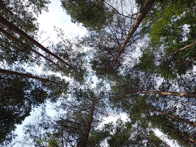 The image is a low-angle view looking up at a canopy of pine trees against a cloudy sky. The trunks of the trees are visible, stretching upwards, with branches and needles forming a dense cover. Some trees appear to be older, with rough bark, while others are younger and more slender. The sky is a mix of white clouds and patches of pale blue. The scene suggests a natural environment, likely a forest or park, within the city of Vekoshinka, Russia. There are no people or animals visible in the image, and no specific actions or interactions are depicted. The overall impression is one of natural growth and the interplay of light and shadow through the foliage.