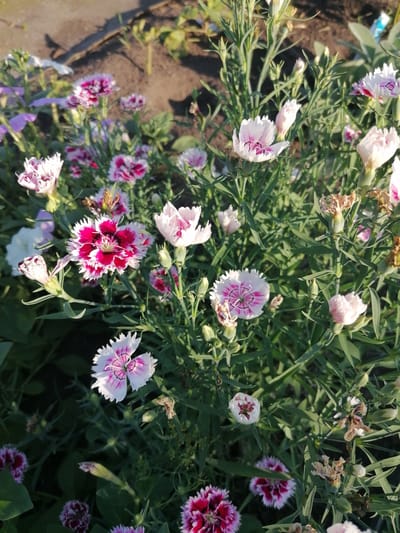 The image shows a close-up, eye-level view of a garden bed filled with dianthus flowers. The flowers are in various stages of bloom, with some fully open and others still in bud. They are predominantly white with pink or deep red centers, and many have fringed petals. The leaves are a deep green and slender. The background consists of dark soil with some dry, brown plant debris, and out-of-focus greenery. The lighting suggests it is daytime, with sunlight illuminating the flowers. The scene is outdoors in a garden setting. The location is identified as Мыльниково, Russia. There are no people or animals visible in the image.