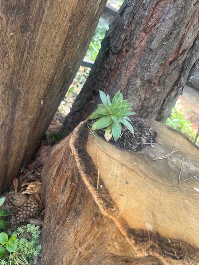 The image shows a close-up, eye-level view of a small succulent plant growing in a hollowed-out section of a thick tree stump. The stump is rough-hewn with visible wood grain and is positioned in the foreground, angled towards the right side of the frame. To the left of the stump, another large, vertical wooden log is visible, creating a narrow gap between it and a tree trunk in the background. The tree trunk has rough, dark bark with reddish-brown striations. The ground around the stump is covered with pine needles, small twigs, and a few scattered pine cones. In the lower left corner, some small green ground cover plants are present. The background consists of out-of-focus greenery and hints of other wooden structures or trees, suggesting an outdoor, possibly forested or park-like setting. There are no people or animals in the image. The lighting appears to be natural daylight, casting soft shadows. The scene is located in the village of Starozhivotinnoe, Russia.