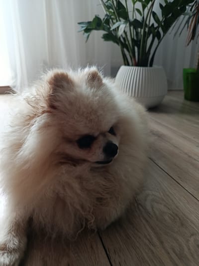 A cream-colored Pomeranian dog with fluffy fur is lying on a wooden floor, with its head turned to the right. The dog has dark eyes and a black nose. Behind the dog, a tall green plant in a white ribbed pot is visible. To the right of the plant, a corner of a green pot is also visible. The background is blurred, but it appears to be an indoor setting with sheer white curtains and natural light filtering through, suggesting it might be daytime. The dog's fur is voluminous and appears soft. The overall mood is calm and relaxed. There is no visible text in the image. The location context is Starokostiantyniv, Ukraine.