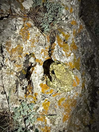A pale green and yellow toad with dark eyes is resting on a rough, light-colored rock surface. The rock is partially covered with patches of yellow-orange lichen. Sparse, dry vegetation and some green, leafy plants are growing among the rocks. The background consists of a dark, rocky texture. The scene appears to be an outdoor environment, possibly in the vicinity of Tyulenovo, Bulgaria.