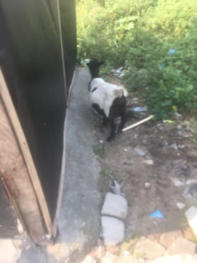 The scene depicts an outdoor environment in Abagbo, Nigeria. A bicolored goat, predominantly black on its head, neck, and hindquarters, with a white midsection, is positioned in the center-right, walking towards the right and slightly away from the camera. Its head is turned marginally to the left. To the immediate left, a dark, vertical structure, likely a metallic or plastic panel, is visible, bordered by a lighter-colored, vertical trim. This structure runs alongside a grey concrete curb or raised pathway that extends across the lower-left portion of the frame. The ground is composed of light brown dirt, scattered with various debris, including white, blue, and brown plastic fragments, and a light-colored wooden stick situated to the right of the goat. Dense green foliage and weeds are prominent in the background and along the right side of the frame, indicating an overgrown area. Two light-colored, rectangular blocks are partially visible on the ground near the concrete curb in the lower-middle. The scene is illuminated by natural daylight. No human subjects are present.