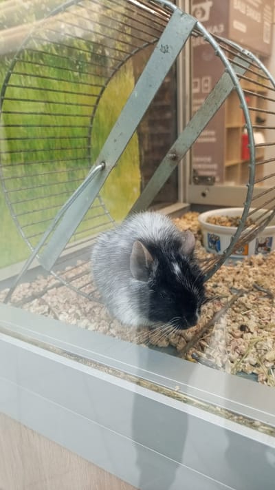 A small bicolored rodent, likely a hamster or mouse, rests on light-colored wood shaving bedding within a transparent enclosure. Its fur is distinctly black on the head and front part of its body, transitioning to a light gray or white on its back. The rodent has small, upright ears and long whiskers.
To the left of the rodent is a metal hamster wheel with a wire-mesh running surface and a sturdy metal frame. A small, white food bowl with colorful, possibly cartoonish, designs sits behind the rodent on the right, containing food bits. The enclosure has a clear front panel with a silver-colored metal frame along the bottom.
The activity depicted is the rodent resting or sitting calmly on its bedding.
The background is out of focus, showing indistinct green areas, which could be a poster or a view through a window, and shelving units with various items, suggesting an indoor commercial setting like a pet store. Visible Cyrillic text in the blurry background, possibly on packaging or a sign, includes fragments resembling "ВАШ ЗАКАЗ" (VASH ZAKAZ, meaning "Your Order") and numbers like "08," indicating a Russian context, consistent with the provided location of Yudino, Russia. The lighting appears to be artificial indoor light. No specific time of day or weather can be determined from the image.