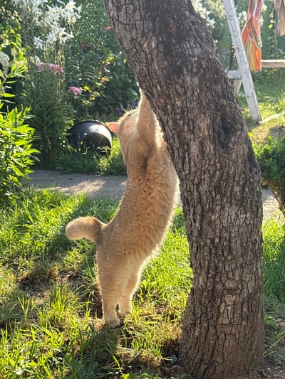 A ginger cat is stretching its body underneath a rough-barked tree branch that spans diagonally across the frame. The cat is positioned in the middle of the image, facing left, with its front paws extended and digging into the grass. Its fur is light orange and appears fluffy. Its tail curves upwards and to the right, showing its ginger color.
The setting is outdoors in a garden. The ground is covered in lush green grass, illuminated by bright sunlight, suggesting it is daytime. There are various plants and flowers visible in the background, including white and pink blossoms, and dense green foliage. To the left of the cat, partially obscured by its body, is a dark, round object, possibly a bowl. A concrete path is visible between the grass. In the upper left corner, a metal railing and part of a colorful fabric item are visible, hinting at some garden structure.
The sunlight casts strong shadows, and the bright illumination of the grass suggests a sunny day. The overall atmosphere appears peaceful and natural. No people or text are visible in the image.