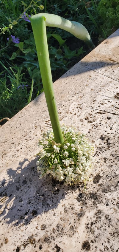 The image shows a close-up, overhead view of an onion flower stalk resting on a light-colored, textured surface, possibly a stone slab or weathered wood. The flower head is a dense, spherical cluster of small, white, star-shaped blossoms with yellow stamens, indicating it is likely late spring or summer. The stalk is thick, green, and slightly curved, with a portion of a larger green stem or bulb visible at the left side of the frame, partially obscured by shadow.

The background consists of lush green foliage, including some ivy and small purple flowers, suggesting an outdoor, garden setting. The sunlight casts strong shadows across the textured surface, implying it is daytime, likely mid-morning or afternoon. Two small ants are visible on the green stalk.

The location context of Nea Santa, Greece, places this scene in a Mediterranean environment. The overall mood is natural and serene, focusing on the intricate detail of the flowering onion. There is no visible text in the image.