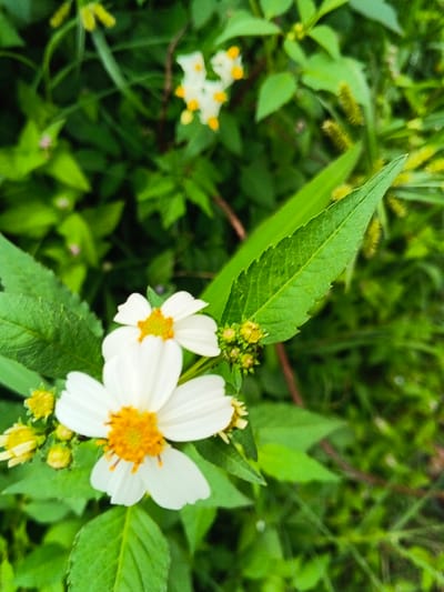 The image displays a close-up view of vegetation in Koipa, Papua New Guinea. In the foreground, two white daisy-like flowers with prominent yellow-orange centers are visible, surrounded by several green flower buds and vibrant green leaves. A distinct large, serrated green leaf extends from the upper right towards the center. The background features blurred green foliage, including additional out-of-focus white flowers with yellow centers and some fuzzy, light green spike-like plant structures. No people, animals, or artificial objects are present. The scene depicts natural flora in an outdoor setting.