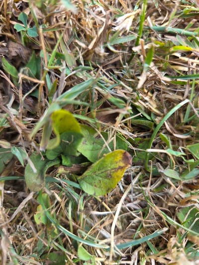 The image shows a close-up, overhead view of ground vegetation in Neckertal, Switzerland. The ground is covered in a mix of dry, brown grass and straw, interspersed with green blades of grass and several green leaves. Some of the leaves show signs of yellowing and browning, particularly at the edges. The lighting suggests it is daytime, with no artificial lights visible. The scene appears to be outdoors in a natural or semi-natural setting, possibly a park, garden, or meadow. There are no people or animals present in the image. The focus is on the textures and colors of the plant life.