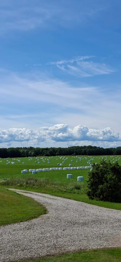 This is a vertical, eye-level, full shot of a field covered in round bales of hay, or silage, wrapped in white plastic. The field is green with some white and light blue bales scattered across it. A gravel road curves into the foreground from the lower left of the image. The field is bordered by a dark green line of trees in the background. Above the trees, a line of white, puffy clouds is visible against a bright blue sky with some wispy white clouds higher up. The scene appears to be in Karja, Estonia. There are no people visible in the image.