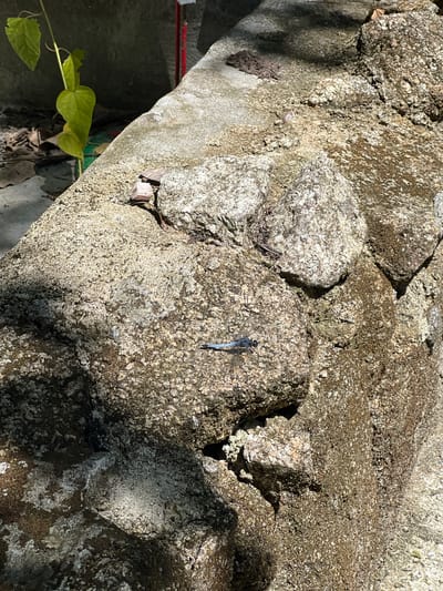 A blue dragonfly is resting on a moss-covered rock. The rock is part of a large, rough-textured geological formation. In the background, a green plant with heart-shaped leaves is growing near a grey concrete wall. Sunlight casts shadows across the scene. The location is Baan Nok Sai, Thailand.