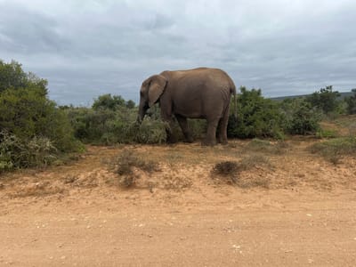 The scene depicts a solitary adult African elephant (Loxodonta africana) in a natural, semi-arid environment within the Sundays River Valley Local Municipality, South Africa. The elephant, oriented right-to-left across the frame, is positioned with its head down, engaged in browsing low-lying green shrubs and bushes. Its skin appears gray-brown with visible texture.
In the foreground, a light brown dirt road or track occupies the lower third of the image, showing uneven texture and minimal vegetation. Directly behind the road and beneath the elephant, sparse, dry brush and patches of light brown soil are visible. The mid-ground is dominated by dense, green, indigenous bushveld vegetation, which the elephant is partially obscured by as it feeds.
The background consists of a continuation of the dense green bushveld, extending towards a distant, hazy horizon line with subtle topographical variations suggesting low hills or rises. The sky is overcast with a uniform layer of gray clouds, indicating a cloudy or potentially overcast day. No human subjects or man-made structures are visible. The overall impression is one of a wild animal in its natural habitat.