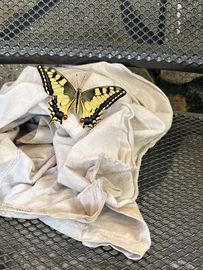 A yellow butterfly with black markings rests on a crumpled white cloth. The cloth lies on a dark, textured surface that appears to be a metal grate. Behind the cloth and butterfly, a grey, diamond-patterned metal grate is visible. The background shows a blurred view of what might be stones or rocks. The scene is well-lit, suggesting it is outdoors during the daytime. There are no people or vehicles present. The location is the city of Novo Zhelezare, Bulgaria.