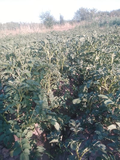 A sunlit, low-angle shot captures a field of potato plants in Rus'ka Dolina, Ukraine. The plants are dense and leafy, with green foliage and thin, light-colored stems. The soil is dark brown and appears dry. In the background, the field slopes upward, with dry grasses, tall weeds, and scattered trees visible under a bright, hazy sky. The overall impression is one of agricultural cultivation in a rural setting.