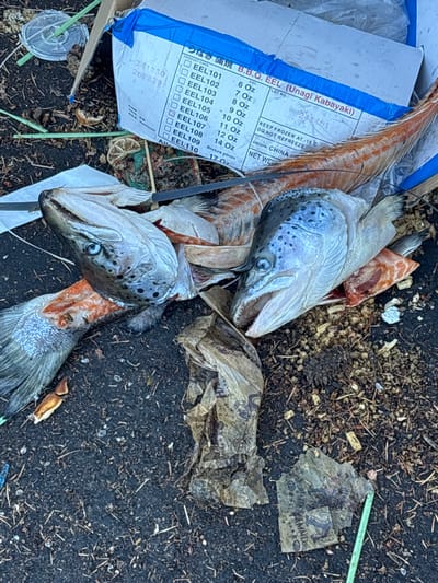 The image displays an outdoor scene of discarded organic and inorganic waste on a dark, granular ground surface in the city of Tigard, United States. Prominently featured are two decapitated fish heads, likely salmon or trout, characterized by blue-grey coloration and dark speckles, with portions of orange flesh attached; one head is oriented left, the other right, both exhibiting partially open mouths. A segmented, orange-brown fish carcass, consistent with an eel, is partially visible beneath a white cardboard box. The box is torn and open, displaying text in English and Japanese, including "B.B.Q. EEL (Unagi Kabayaki)", "KEEP FROZEN AT -18°C", "DO NOT REFREEZE", and "ORIGIN: CHINA", along with a list of eel product codes and sizes. Handwritten numbers "241230" and "204229" are visible on the box. Surrounding these items are crumpled brown plastic bags, a clear plastic cup with a green drinking straw, and scattered organic debris such as small twigs, dried leaves, and dried citrus slices. The ground appears to be dark asphalt or compacted dirt mixed with small stones and detritus. No individuals are present in the scene.