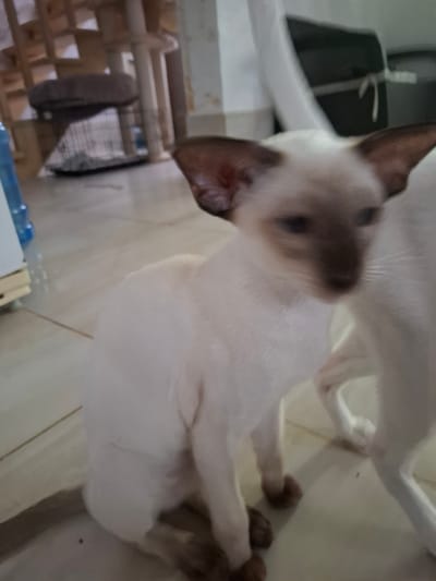 The image shows a close-up, slightly blurry, of two Siamese cats indoors. One cat is predominantly white with characteristic seal-point markings on its face and ears, and appears to be lying down with its body angled towards the right of the frame. Its paws are visible, and it seems to be resting. The second cat, also white, is largely out of focus and is positioned behind and above the first cat. Its body is partially visible, and it is also in a resting or reclining position. The setting appears to be a domestic environment, with a tiled floor and what looks like some wooden furniture or shelving in the background to the left. A black wire basket or cage is also visible. The lighting suggests it is daytime. The overall mood is calm and domestic. No text is visible in the image.