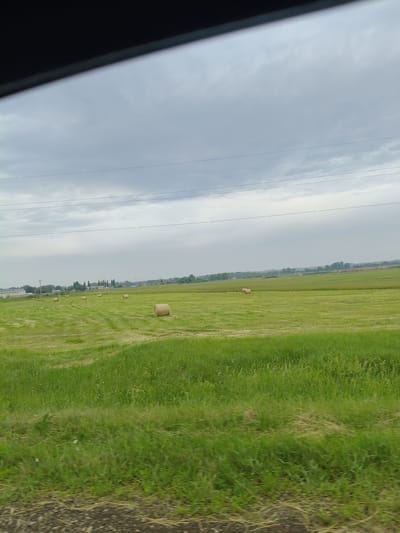 The image depicts a wide-angle view of a rural landscape under a cloudy sky. The foreground features a blurred embankment of dry grass and small stones. The middle ground is dominated by a large, vibrant green field, freshly cut in parts, with numerous round hay bales scattered across its surface. A few individual birds are visible in the field. In the background, a line of trees and buildings suggests a settlement or agricultural infrastructure, with power lines stretching across the horizon. The overall impression is one of agricultural activity in a somewhat overcast, pastoral setting.
