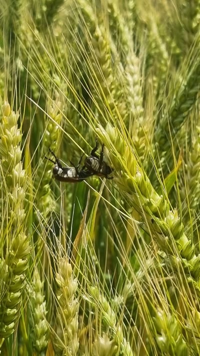 In an outdoor, close-up shot of a wheat field in Mala Smilyanka, Ukraine, a black and white striped insect, likely a beetle, is seen clinging upside down to a stalk of wheat. The insect's legs are visible as it grips the plant, and its striped abdomen is prominent. The wheat stalks are a mix of green and yellow, indicating the crop is either maturing or has recently ripened. The background is a blurred expanse of more wheat, suggesting the insect is in its natural habitat within the field. The lighting indicates it is daytime, and the image is captured in natural light.
