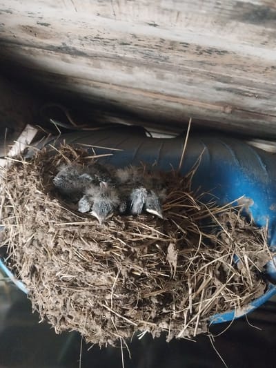The image shows a bird's nest made of straw and mud, containing several young birds. The nest is positioned on a blue, cylindrical object, possibly a container or pipe. The background consists of weathered wooden planks. The scene appears to be outdoors, with natural lighting. The young birds are huddled together in the nest, with their eyes closed or partially open. They are covered in soft down and have streaks of grey and black on their bodies. The overall impression is one of a natural, undisturbed environment. The location is identified as Aqsu city administration, Kazakhstan. No specific time of day or weather conditions are indicated. There is no visible text in the image.