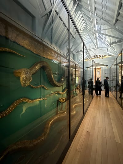 The image shows an indoor museum exhibit. The main focus is a large glass case displaying several preserved snake specimens. The snakes vary in size and pattern, lying on a green-colored surface within the case. Reflections on the glass show visitors and the building's interior. The museum features a white, angled ceiling with exposed structural beams and wooden flooring. Due to the snakes on display the image is likely taken at the Natural History Museum in Tring, which is a town in the borough of Dacorum, United Kingdom.