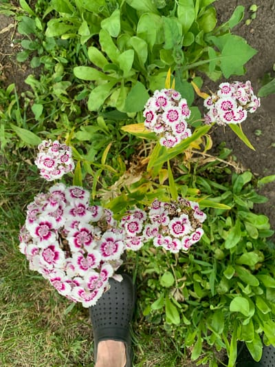 A close-up, top-down shot captures a cluster of white and pink dianthus flowers in a garden setting, likely in the Орлеўскі сельскі Савет, Belarus. The flowers are in various stages of bloom, with some fully open and others still budding. Their petals are delicate and fringed, with a vibrant pink center. The surrounding foliage is lush and green, with some dry, yellowing leaves interspersed. In the lower left corner, a black perforated shoe is visible, indicating the presence of a person. The ground beneath the flowers is a mix of soil and grass. The overall scene suggests a natural, outdoor environment, possibly a residential garden or a public green space.