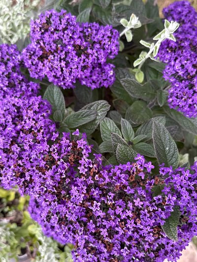 A close-up, overhead shot captures a cluster of vibrant purple flowers. The blossoms are small and star-shaped, densely packed together to form larger flower heads. Some of the flowers are fully bloomed, while others appear to be in earlier stages of development. Interspersed among the flowers are dark green leaves with a slightly textured surface. In the upper left and lower left portions of the image, lighter green, fuzzy foliage is visible, possibly from a different plant. The overall impression is of lush, natural greenery and abundant flowering. The lighting suggests it is daytime, and the focus on the flowers indicates a natural outdoor setting, possibly a garden or park in Mārupe, Latvia. There is no visible text in the image.