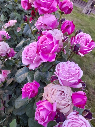 A close-up, low-angle, vertical shot captures a cluster of pink and purple roses in bloom, some fully open and others as buds. The roses are densely packed, with deep green foliage serving as a backdrop. The petals exhibit subtle variations in shade, ranging from pale lavender to vibrant fuchsia, with some featuring darker, almost burgundy edges. Several dark purple buds with pointed tips are visible, suggesting imminent blooming. In the upper right background, a blurred section of green grass and a portion of a dark, textured tree trunk are discernible, hinting at an outdoor setting in a park or garden. The lighting is soft, suggesting it might be late afternoon or early morning, casting a gentle glow on the petals. The overall impression is one of natural beauty and abundant floral growth, typical of a well-maintained garden within the city of Myrhorod, Ukraine.