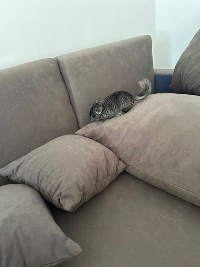 This media file shows a chinchilla sitting on a gray couch. The chinchilla is small and gray with a bushy tail and large ears. It is facing to the left of the frame and appears to be looking at something off-camera. The couch is upholstered in a soft, textured fabric and has several large cushions. The background is a plain white wall. The lighting appears to be natural, suggesting it is daytime. The scene is an indoor setting, likely a living room in a home. There is no text visible in the image.