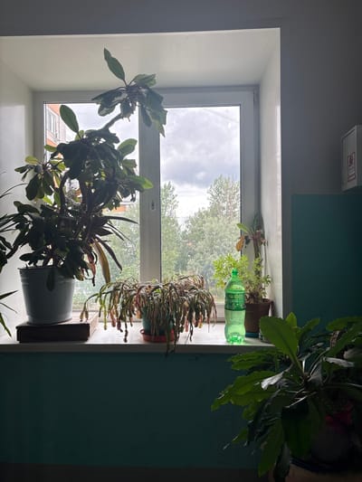 The image shows a windowsill with several potted plants. A large plant in a light blue pot is on the left, with dark green leaves and thorny stems. To its right, a plant with long, cascading branches, possibly a Christmas cactus, is in a terracotta pot. Further to the right, a smaller plant with bright green leaves is in a brown pot next to a green plastic bottle of "Lemon & Lime" soda. Another plant with large, broad green leaves is in the foreground on the right. Outside the window, trees and a building are visible under a cloudy sky. The interior wall is painted a teal color. The scene appears to be inside an apartment in Tutaev, Russia, as indicated by the presence of common apartment building architecture and the overall domestic setting.