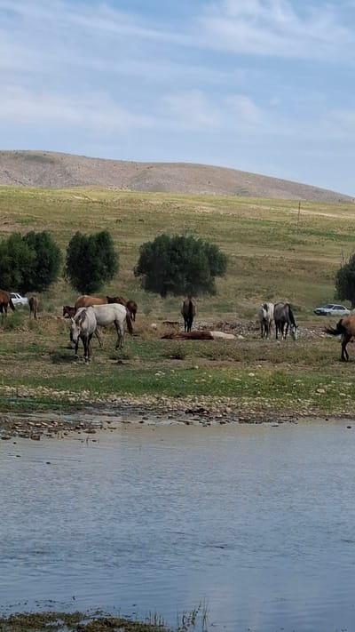 A herd of horses grazes in a dry, grassy field near a body of water. The landscape is hilly and arid, with sparse vegetation and a clear sky. Several horses are standing, while others are lying down, some appearing to be dead. A white car is parked in the background. The scene appears to be in a rural area outside of the city of Boraldai, Kazakhstan.