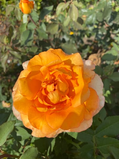 The image depicts a close-up view of an orange rose in bloom, positioned centrally. The rose has numerous layered petals, predominantly in vibrant orange hues, with some outer petals exhibiting a lighter, almost cream color tinged with pink. The lighting suggests a sunny day, casting shadows on the petals and highlighting their texture.
Surrounding the rose is foliage, characterized by green leaves, some of which are in sharp focus while others are blurred, indicating a shallow depth of field. In the background, another rosebud or partially opened rose, with a similar orange-yellow coloration, is visible and out of focus. The overall environment appears to be a garden or park setting.
The image does not contain any people, actions, or interactions. The location provided, Ventsy, Russia, is a detail external to the visual content of the image itself.