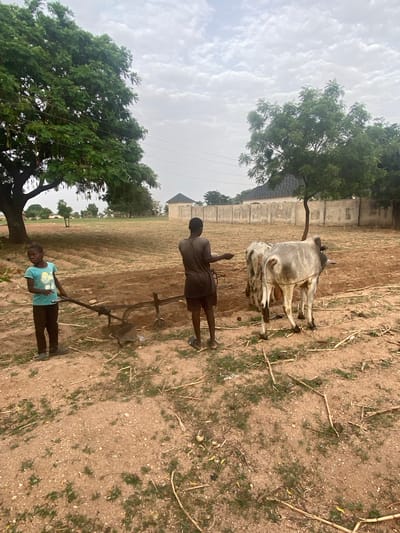 Two people are plowing a field with the help of two cows in Gambar, Nigeria. The field is largely bare with patches of sparse vegetation and dry stalks scattered across the soil. One person, wearing a blue shirt, is at the front of the plow, while another, wearing a brown shirt, is behind the plow. The cows are yoked together and attached to the front of the plow. A line of trees runs along the left side of the image, with a building visible in the background. The sky is overcast.