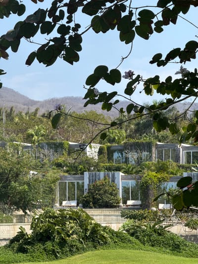 The scene is located in La Cruz de Huanacaxtle, Mexico. The image presents a multi-tiered architectural complex situated on a vegetated hillside under a clear, light blue sky. The immediate foreground is framed by dark-green, broad-leafed branches from an overhead tree, some bearing small, light purple and white flowers. Below this, a bright green grassy slope transitions into dense ground cover. In the mid-ground, multiple rectangular structures with light-colored concrete exteriors and extensive, reflective glass windows are observed. These buildings are integrated into the landscape across several terraces, with many surfaces and retaining walls covered in climbing green vines and surrounded by dense trees and foliage. White outdoor lounge furniture, specifically daybeds, is visible on at least two of the lower terraces. The background features tree-covered mountains, appearing in muted green and grey tones, extending to the horizon. No individuals are present within the frame.